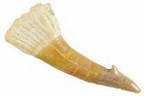 Bargain, Fossil Sawfish (Onchopristis) Rostral Barb - Morocco #356461-1